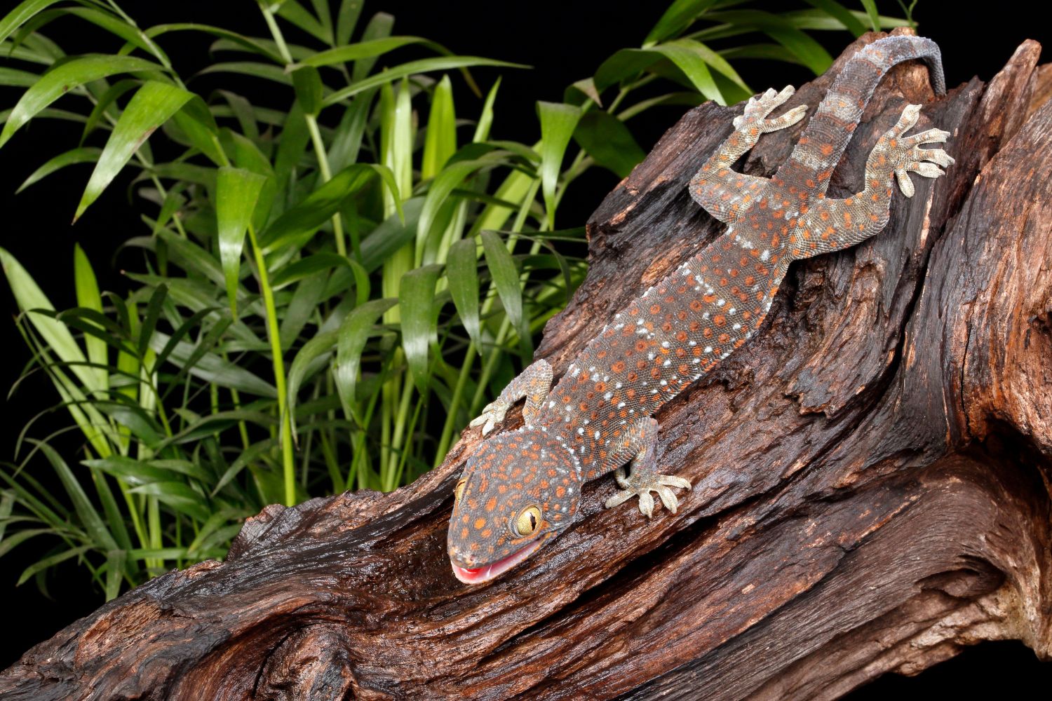 The Tokay gecko shows striking physical traits.