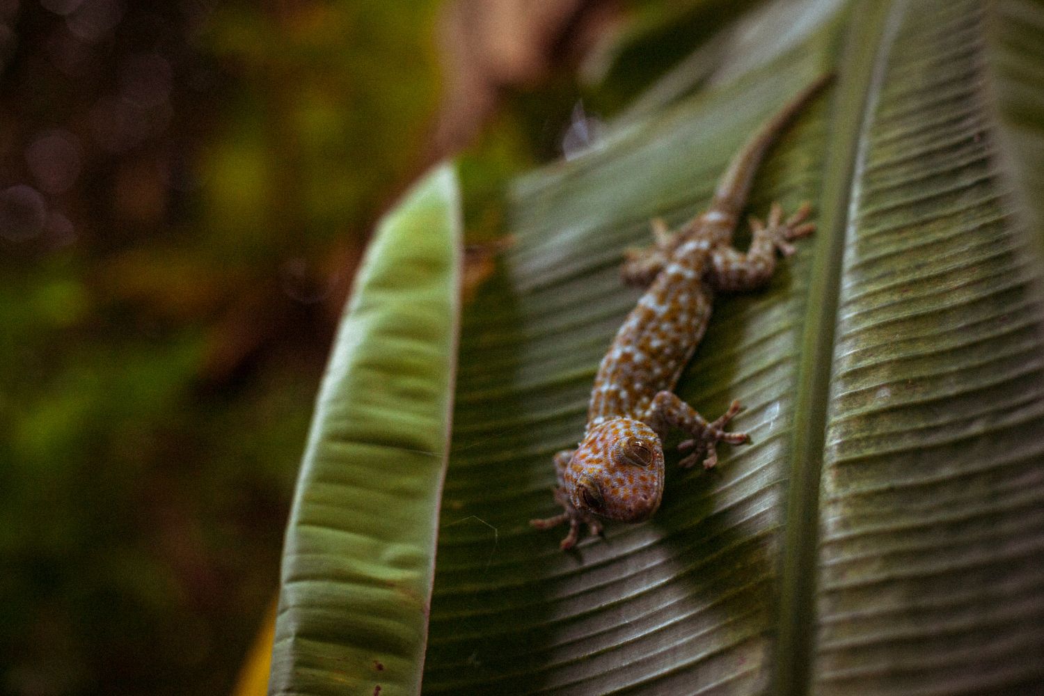 This species prefers humid forests and rocky shelters.