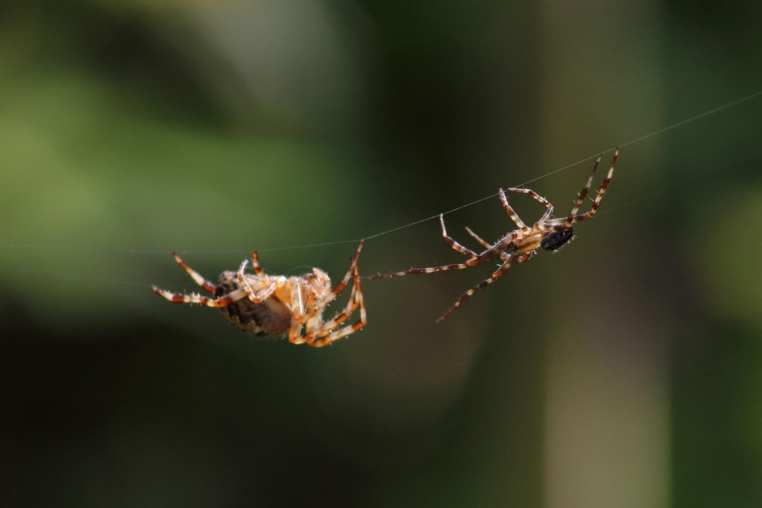 Two spiders meet on a silk line.