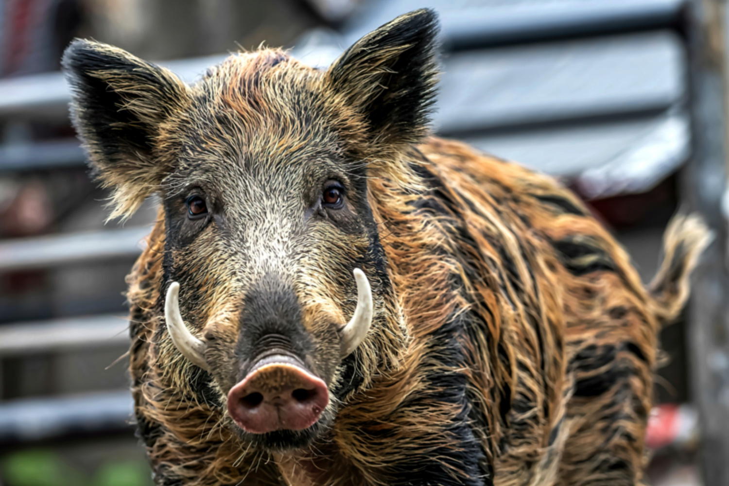 Wild boar close up.