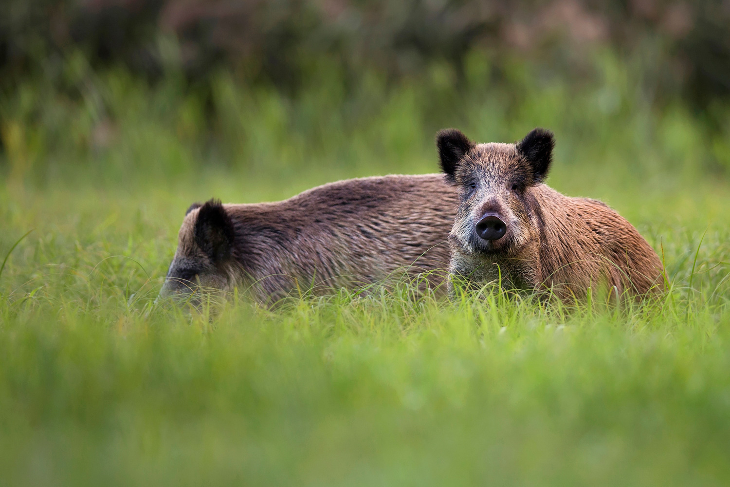 Wild boar