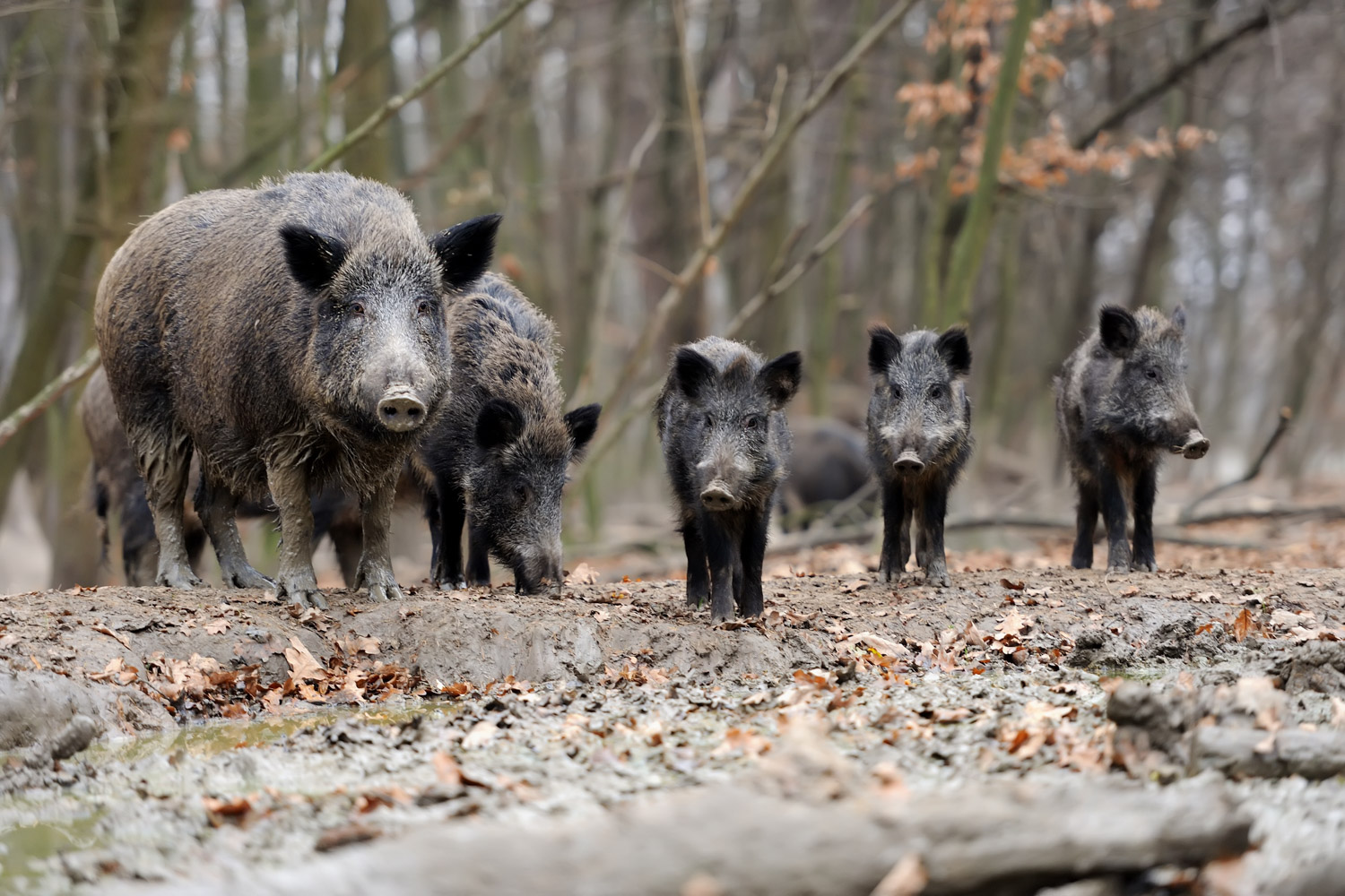 Wild boar mother leading her young.