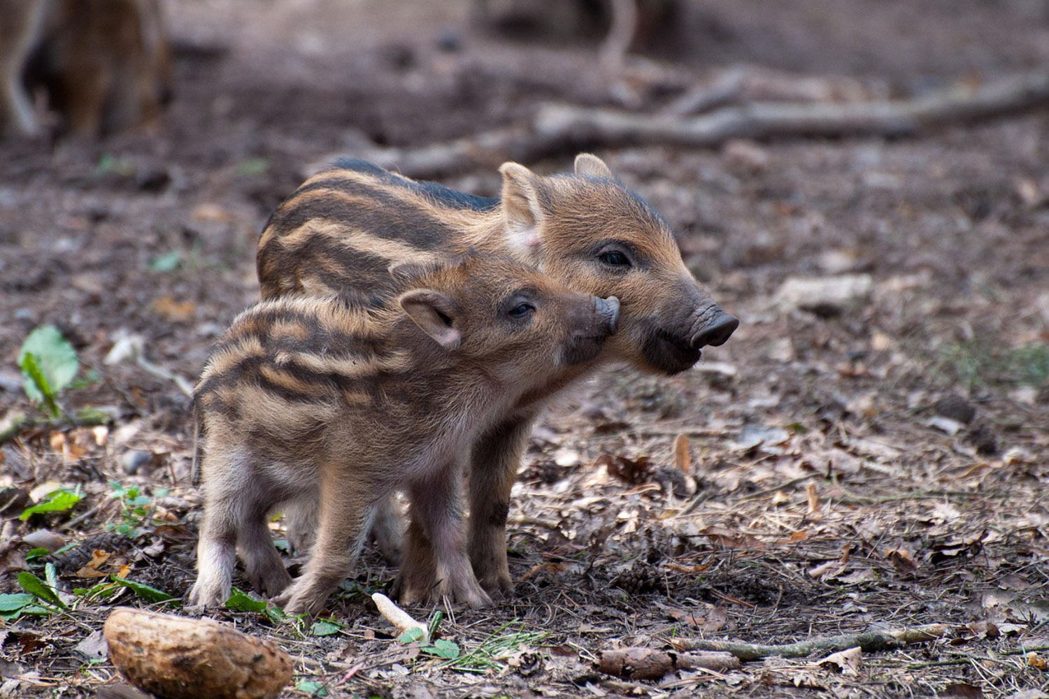 Wild boar piglets.