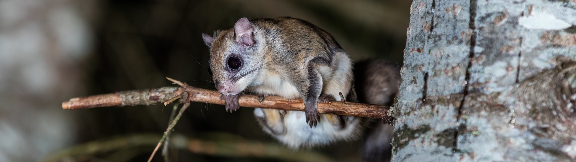 Flying Squirrel (Pteromyini)