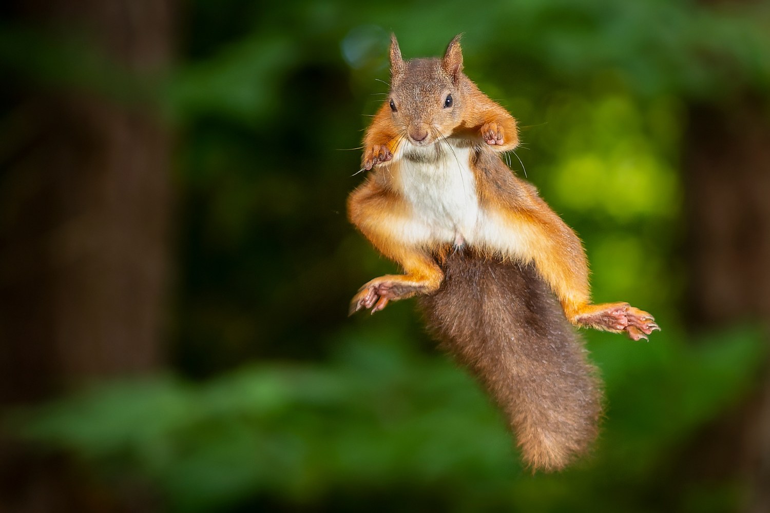 The flying squirrel has large eyes and soft, dense fur.
