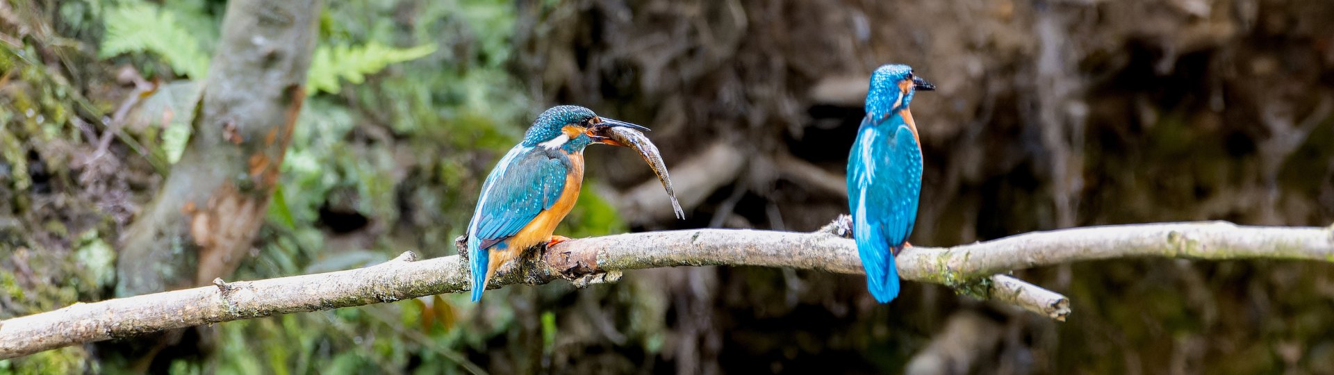 Kingfisher (Alcedinidae)