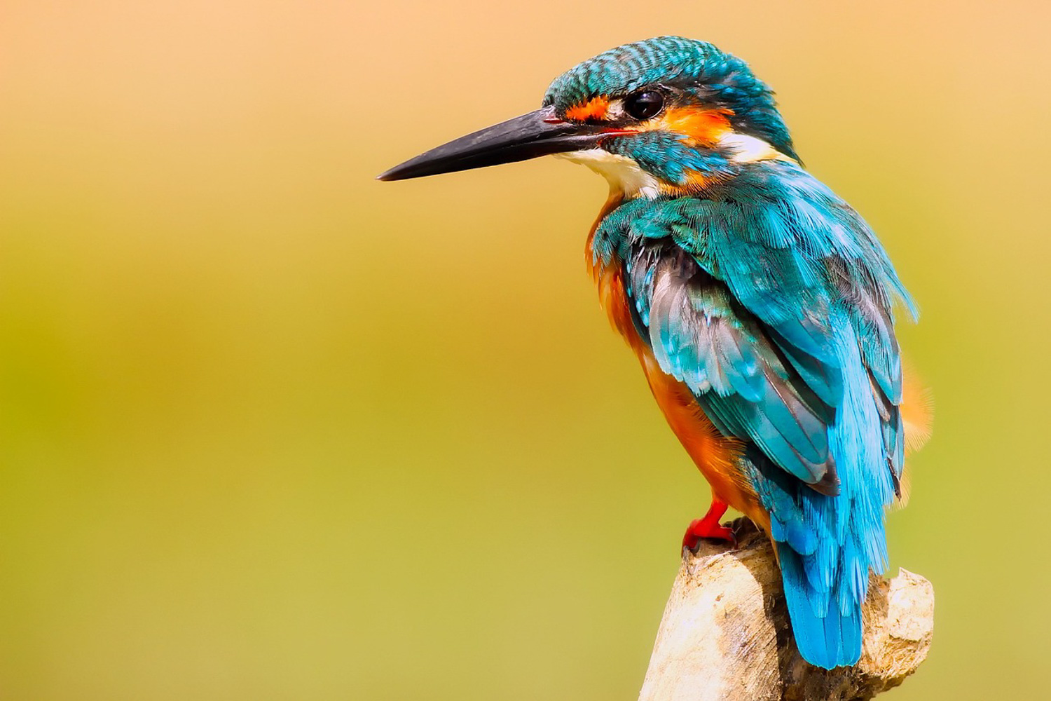 Kingfisher perched on a branch with bright blue and orange plumage.