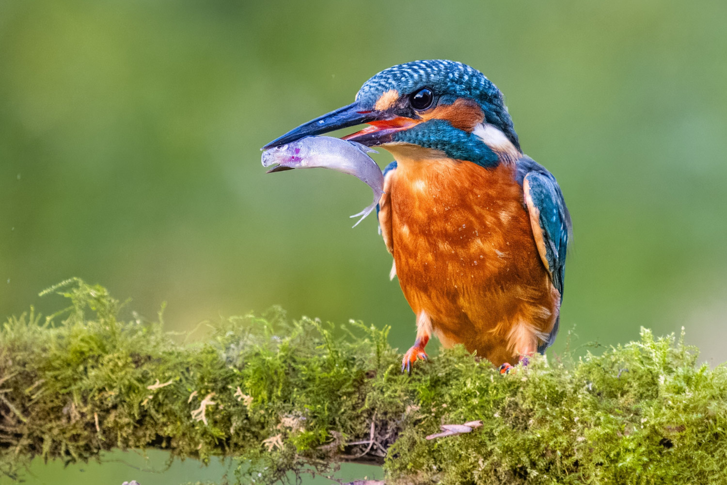 A kingfisher perched on a branch with a freshly caught fish.