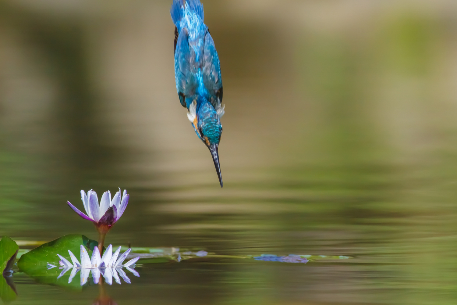A kingfisher plunges toward the water in a perfect hunting dive.