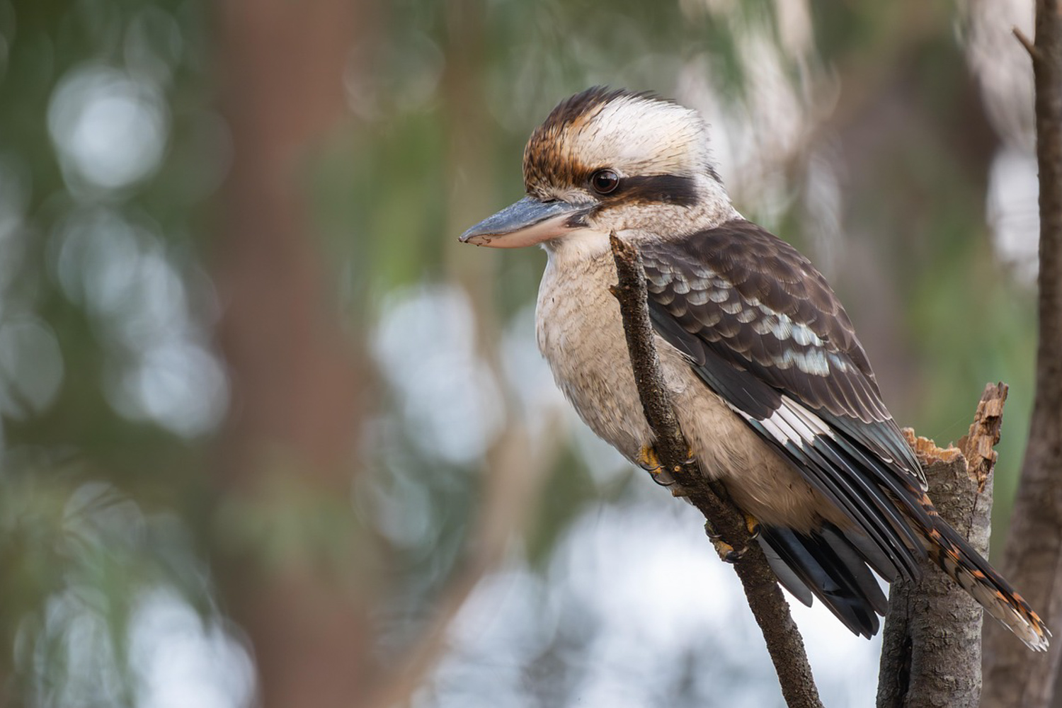 A laughing kookaburra resting on a branch.
