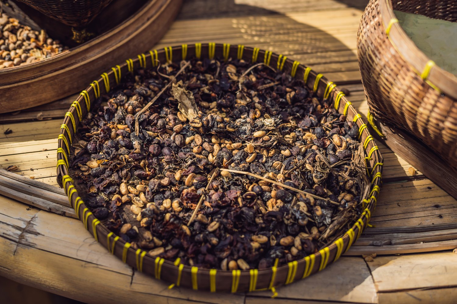 Kopi Luwak becomes famous because civets select the ripest cherries.