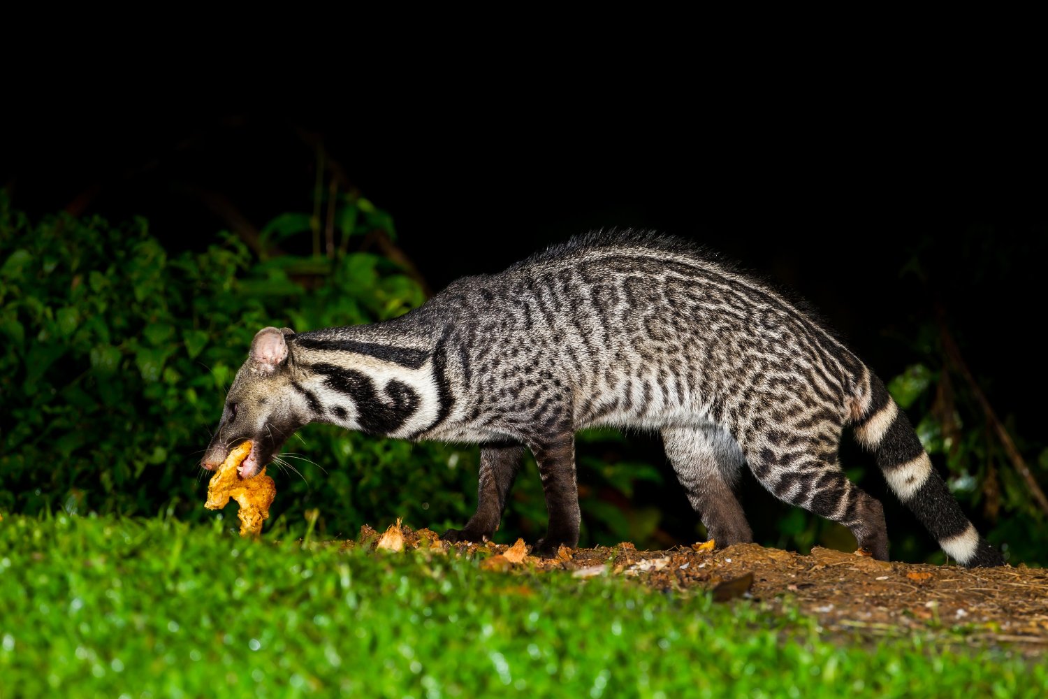The large Indian civet hunts at night using sharp senses.