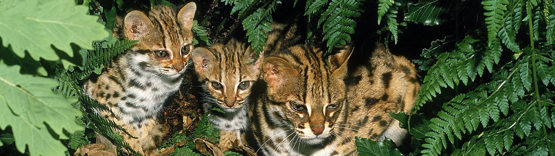 Leopard Cat (Prionailurus bengalensis)