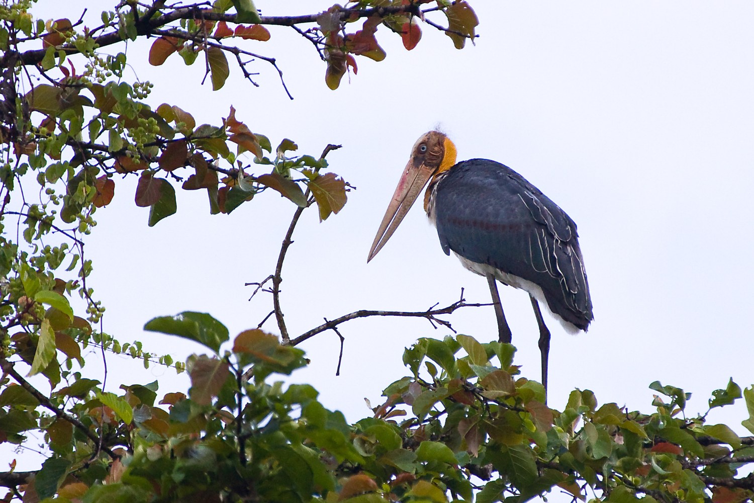 The bird feeds on fish, frogs, insects, and carrion.