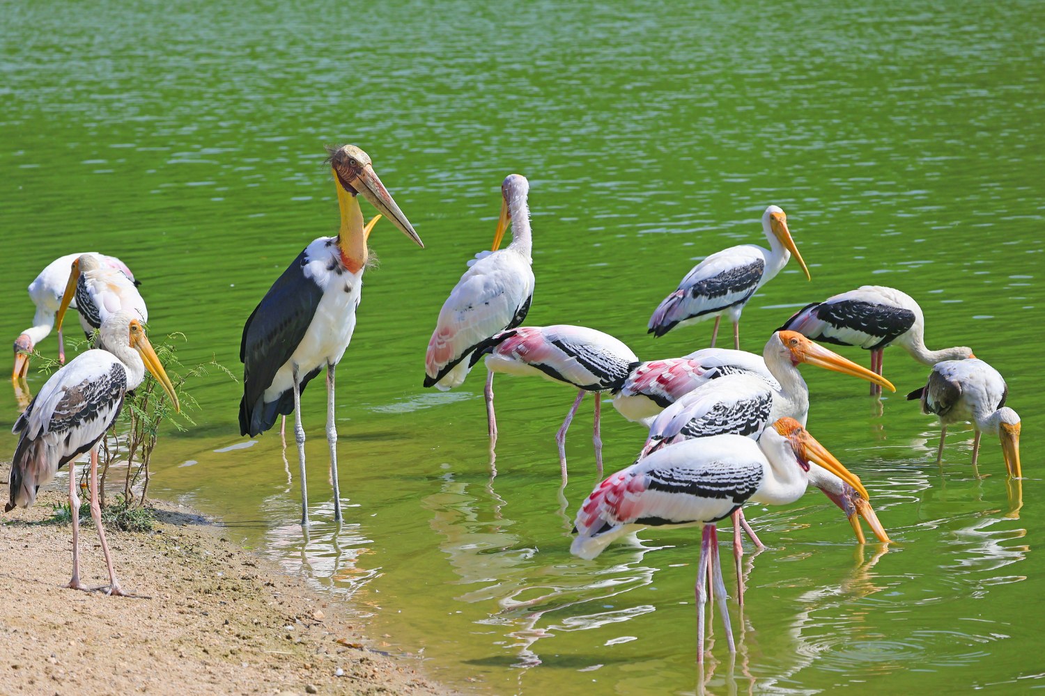 Its preferred home includes wetlands, marshes, and flooded forests.