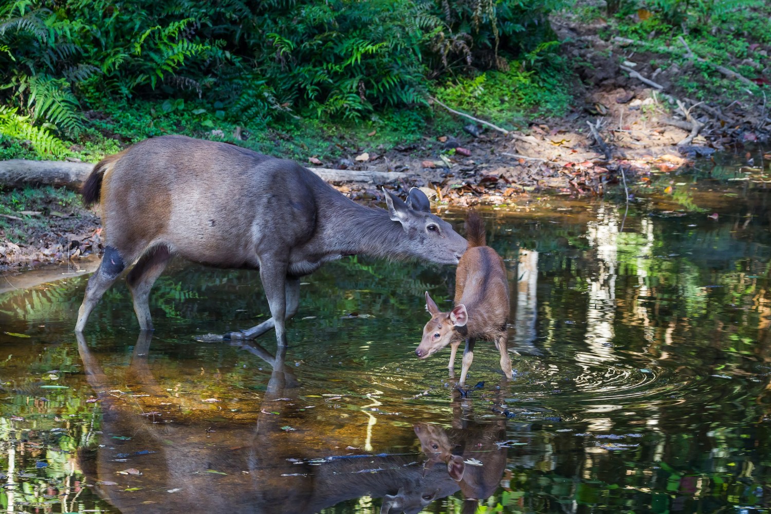Female sambar deer and its fawn.