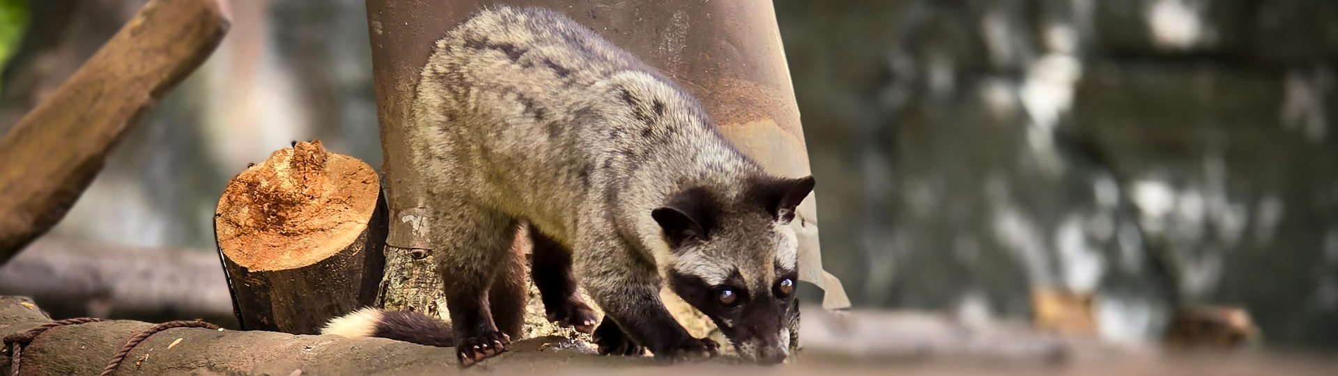 Palm Civet