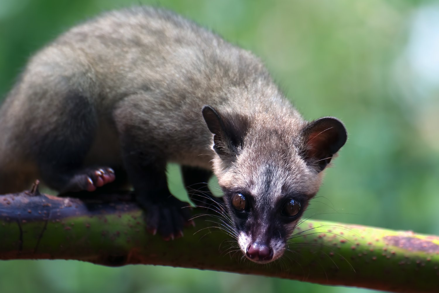 Palm civets show a slender body with short legs and a long tail.