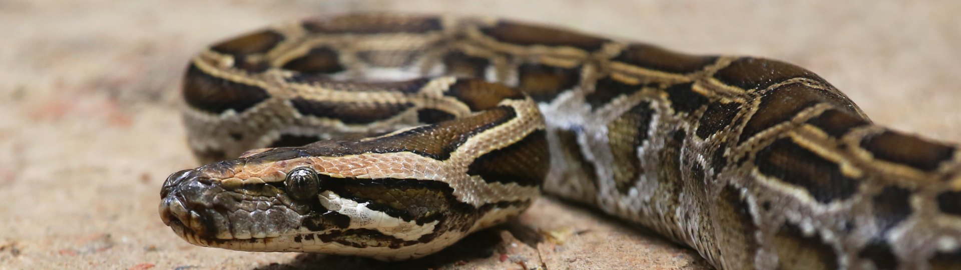 Reticulated Python (Python reticulatus)