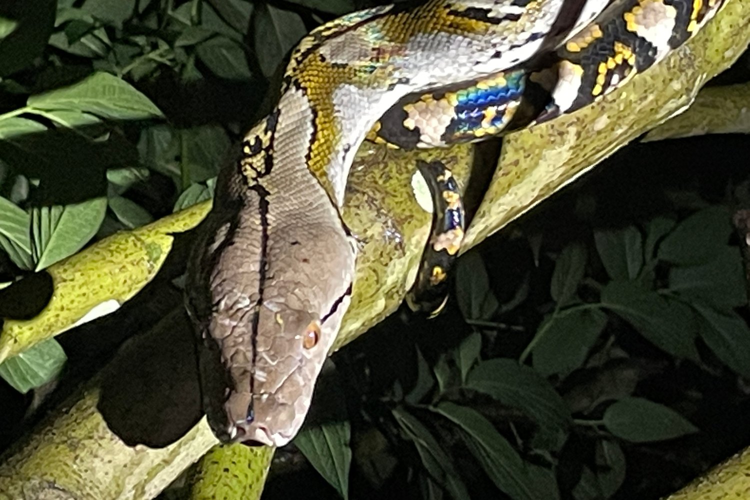 It hunts by ambush and kills prey by squeezing it tightly.