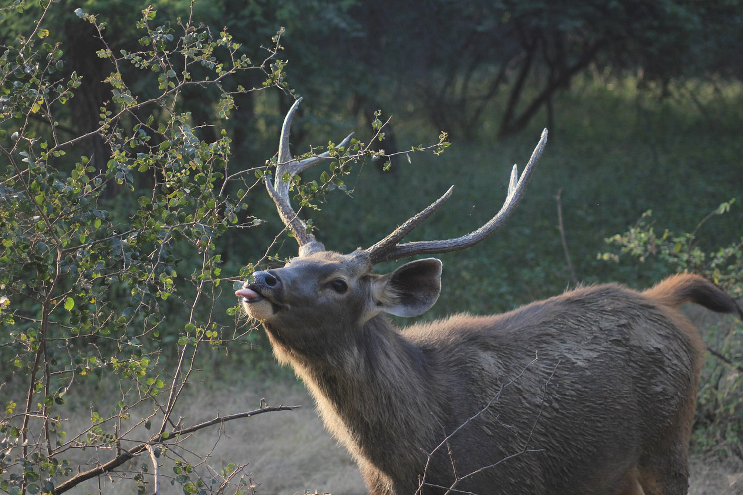 Male Sambar deer (Rusa unicolor) feeding on forest vegetation.