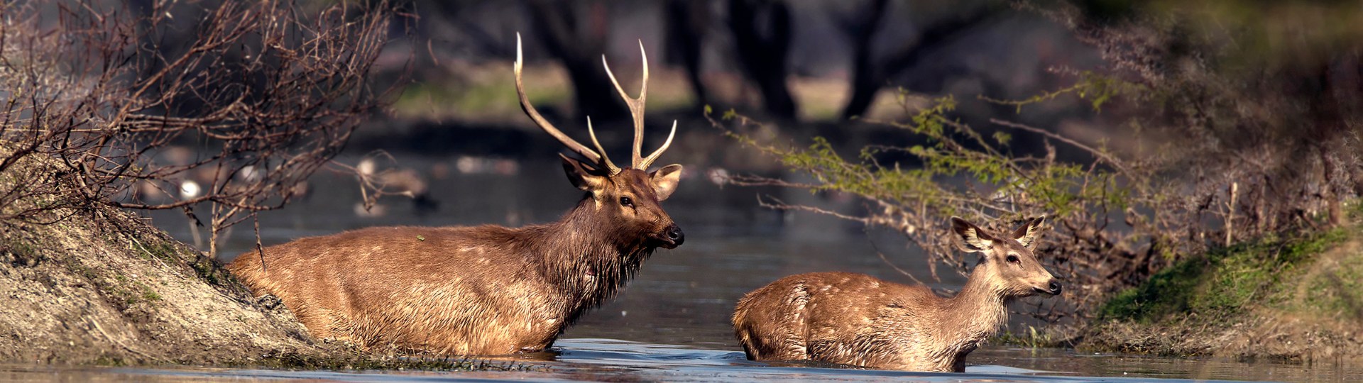 Wild Sambar Deer