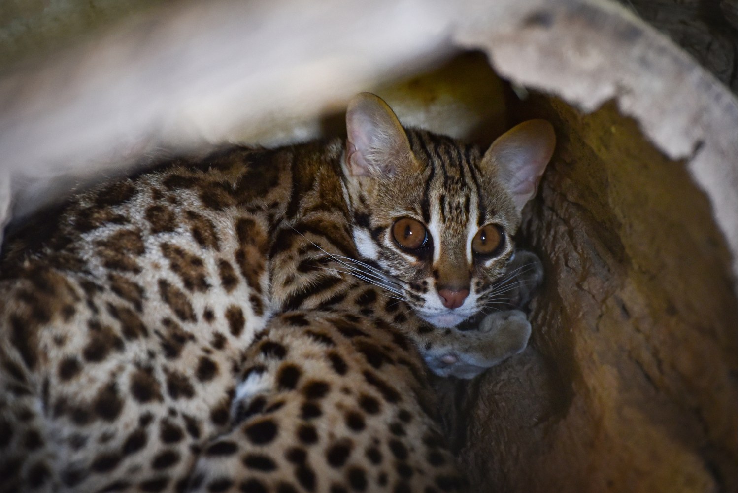 The leopard cat has a round head, short muzzle, upright ears, and black ear backs with white spots.