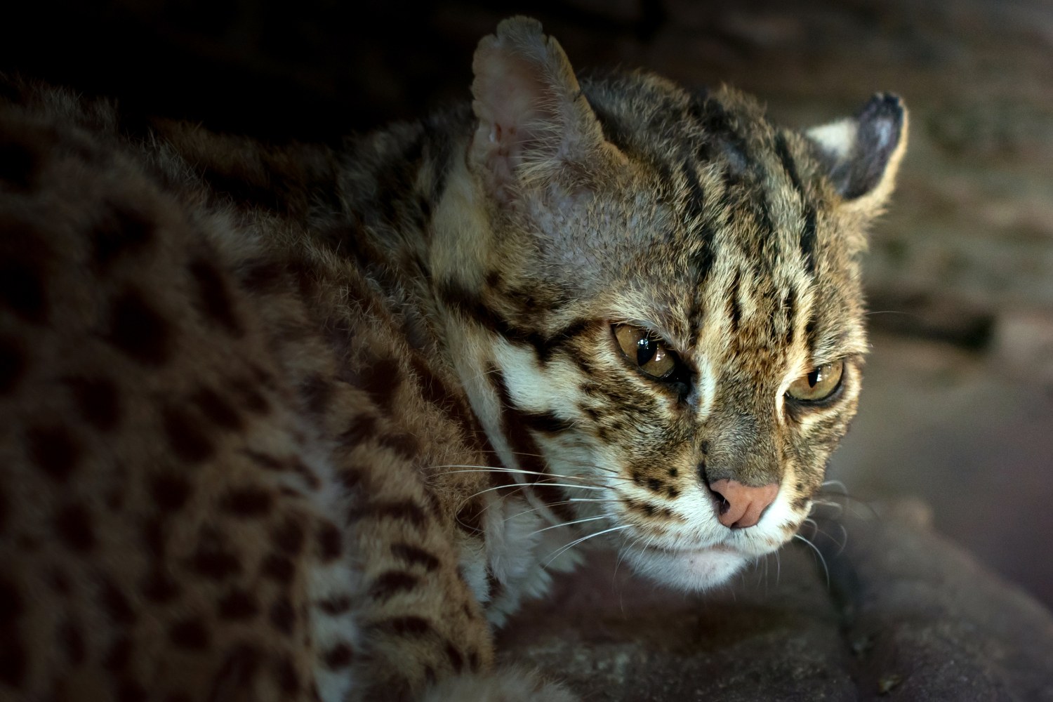 The leopard cat mainly inhabits tropical rainforests, evergreen forests, bamboo forests, and mixed woodlands.