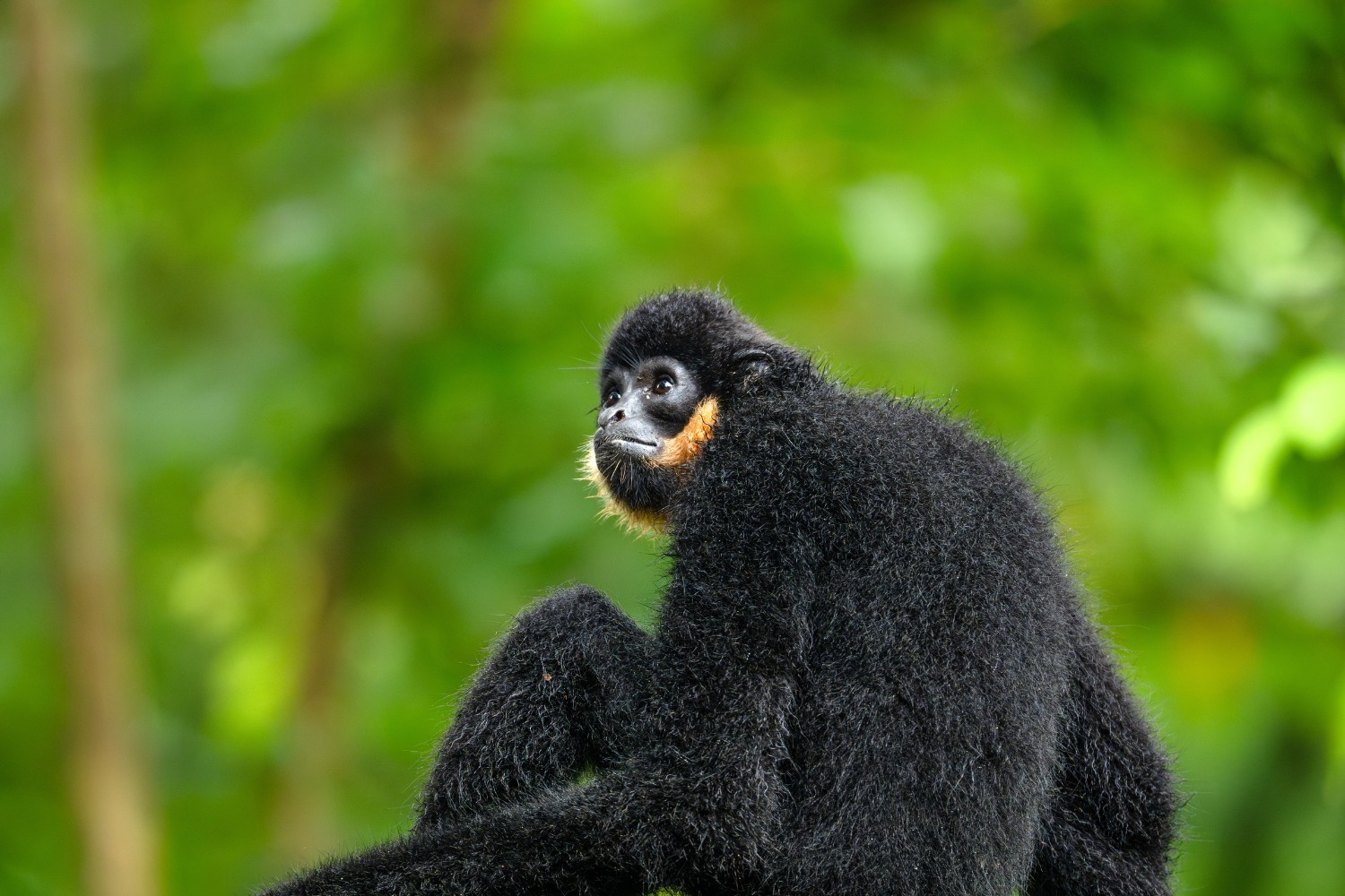 Their powerful songs rise over dark-furred silhouettes.