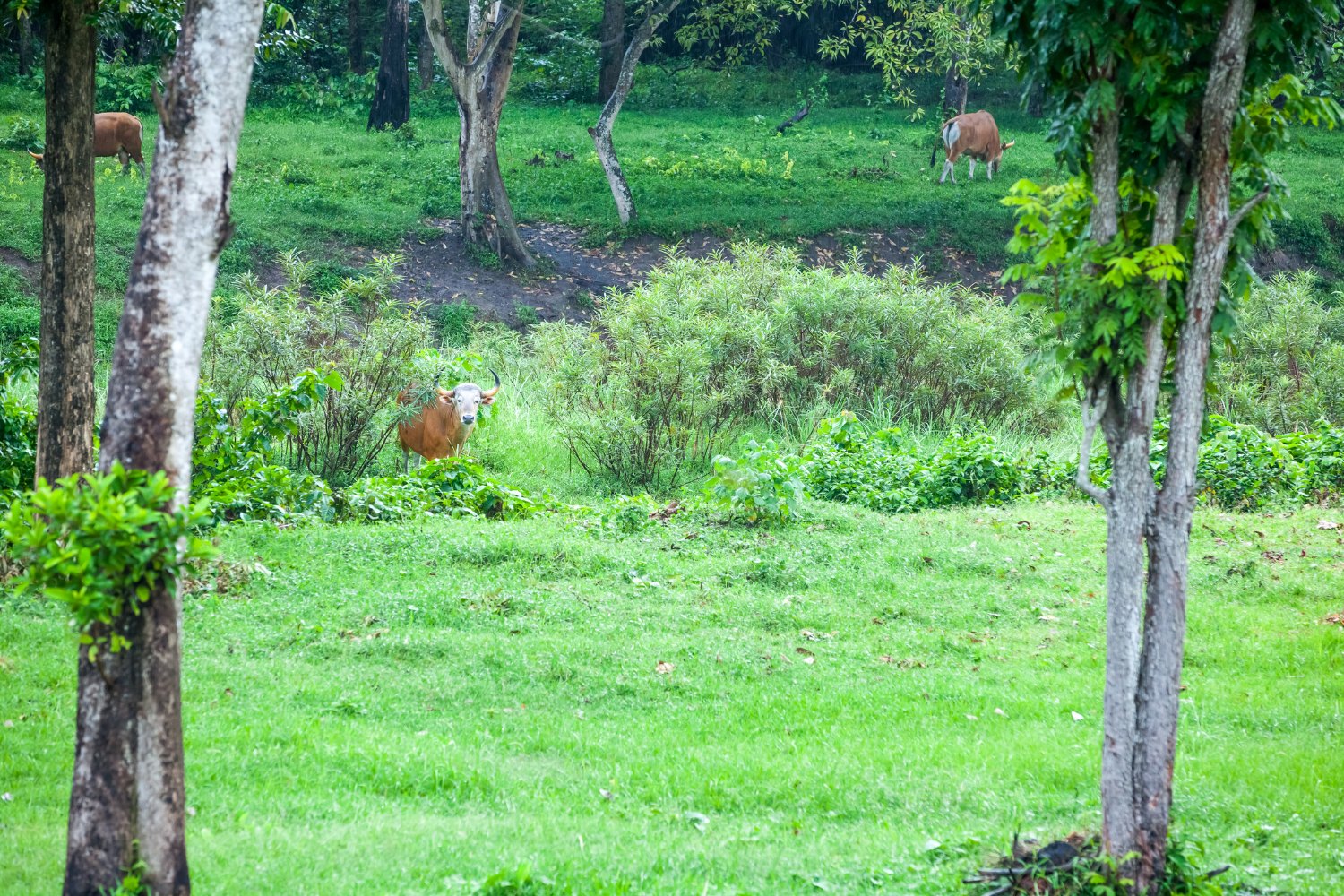 Tropical forests and open grasslands form their natural range.