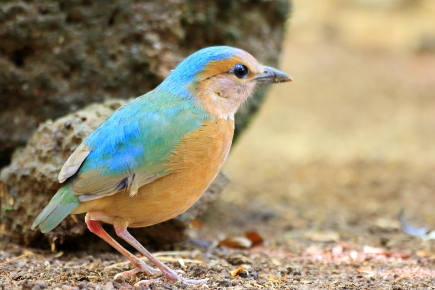 Blue-rumped pitta in Cat Tien National Park.