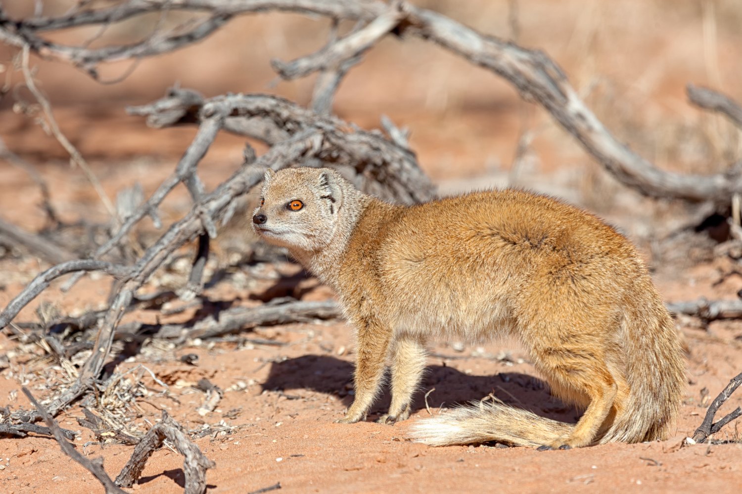 Mongooses have slim bodies, short legs, and thick protective fur.