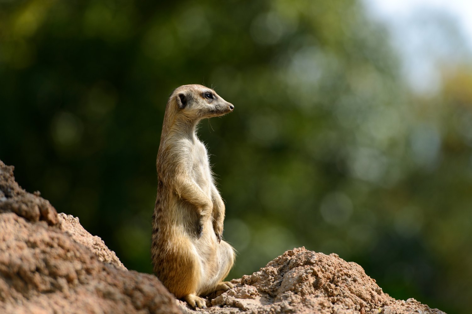 Mongoose hunt insects, reptiles, and small mammals during the day.