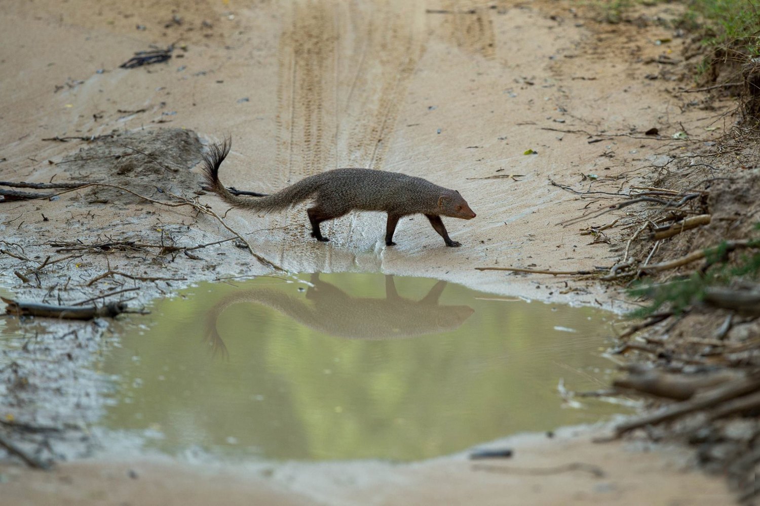 They live in forests, grasslands, and rocky areas across Asia and Africa.
