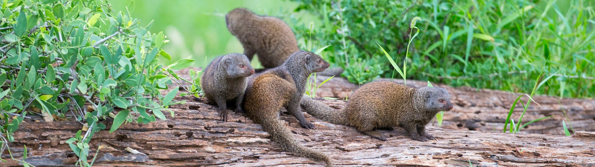 Mongoose (Herpestidae)