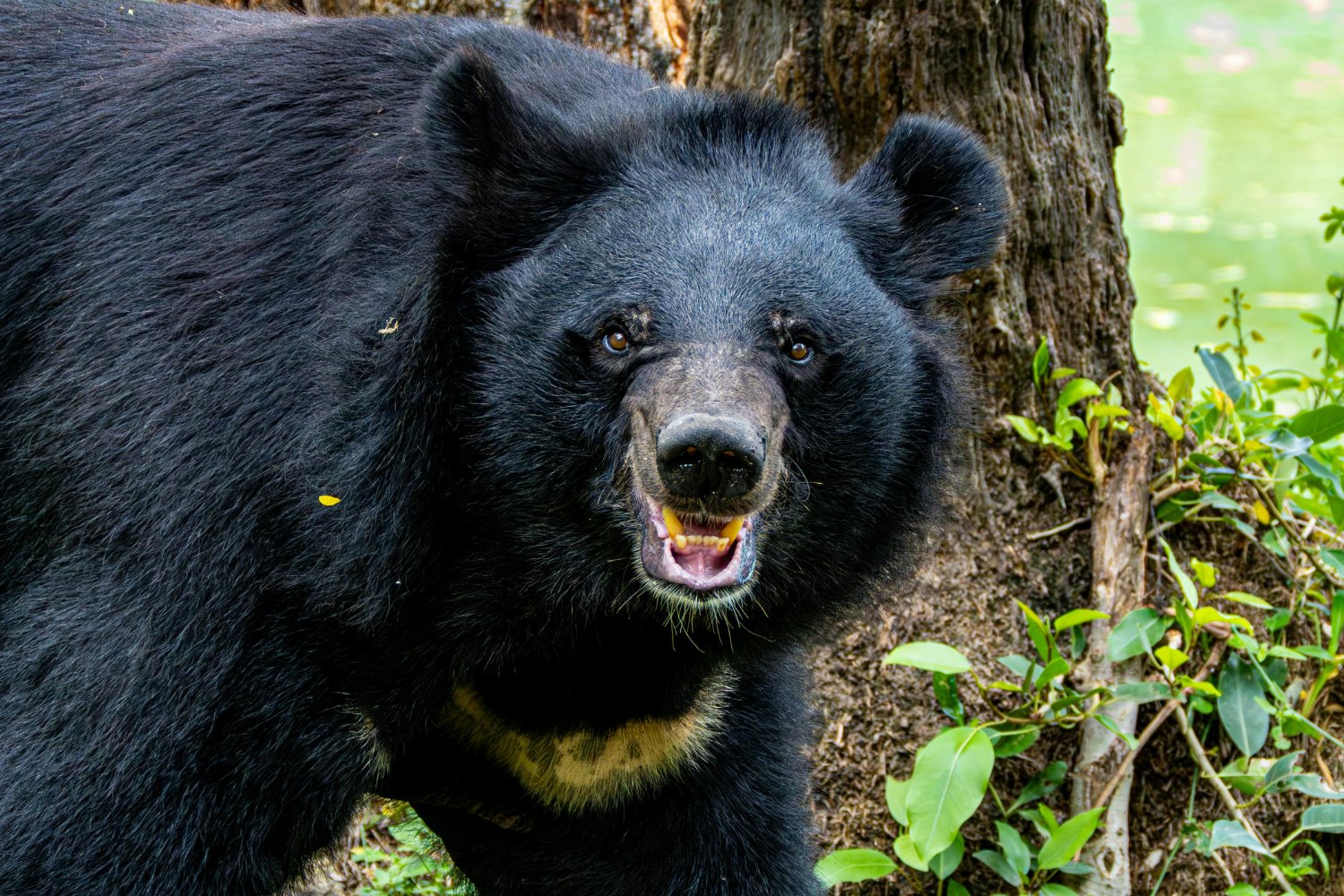 The moon bear has a black coat and a bright crescent chest mark.