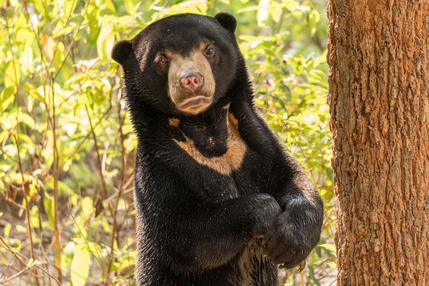 Newborn cubs usually stay close to their mother for warmth and safety.