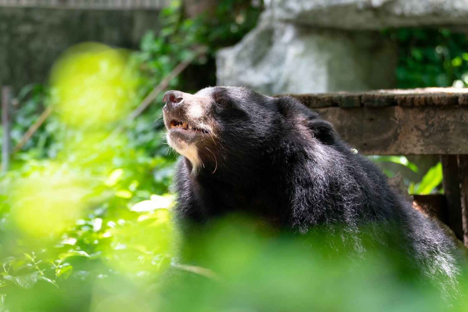 It forages for fruit, insects, and honey, often climbing trees.