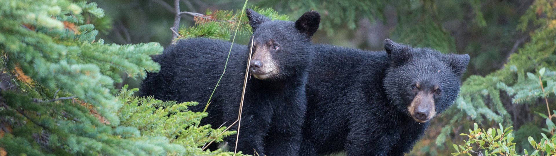 Moon bear (Ursus thibetanus)