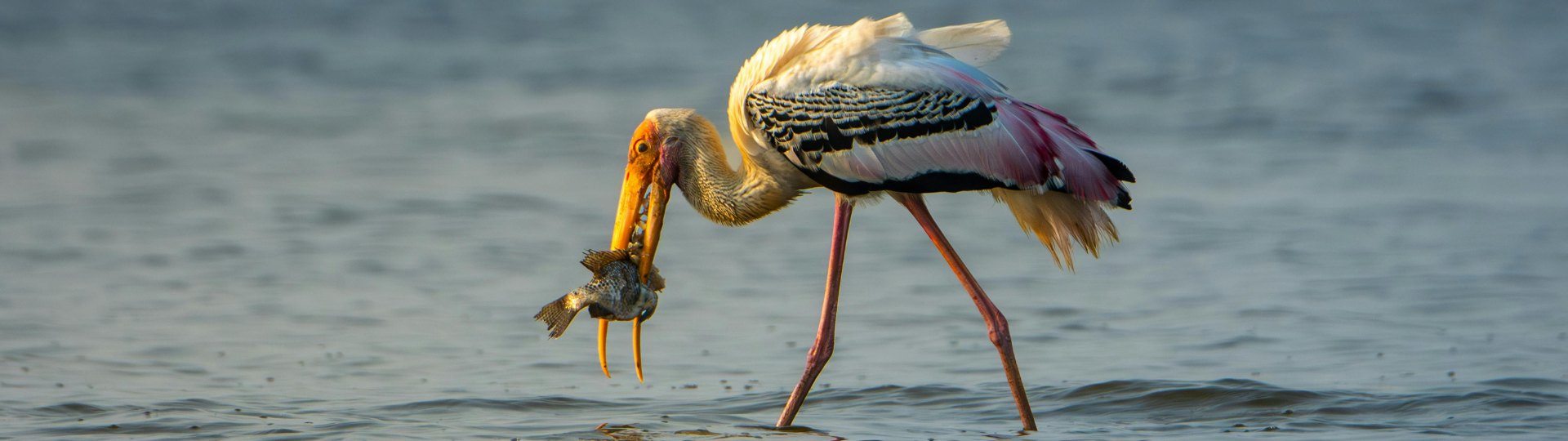 Painted Stork (Mycteria leucocephala)