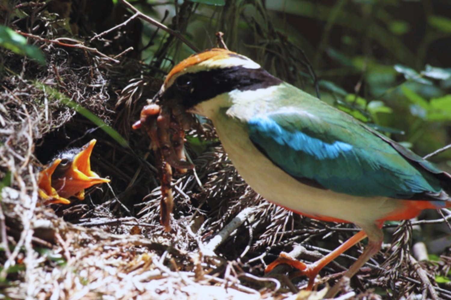 Pitta bird feeding its offspring.