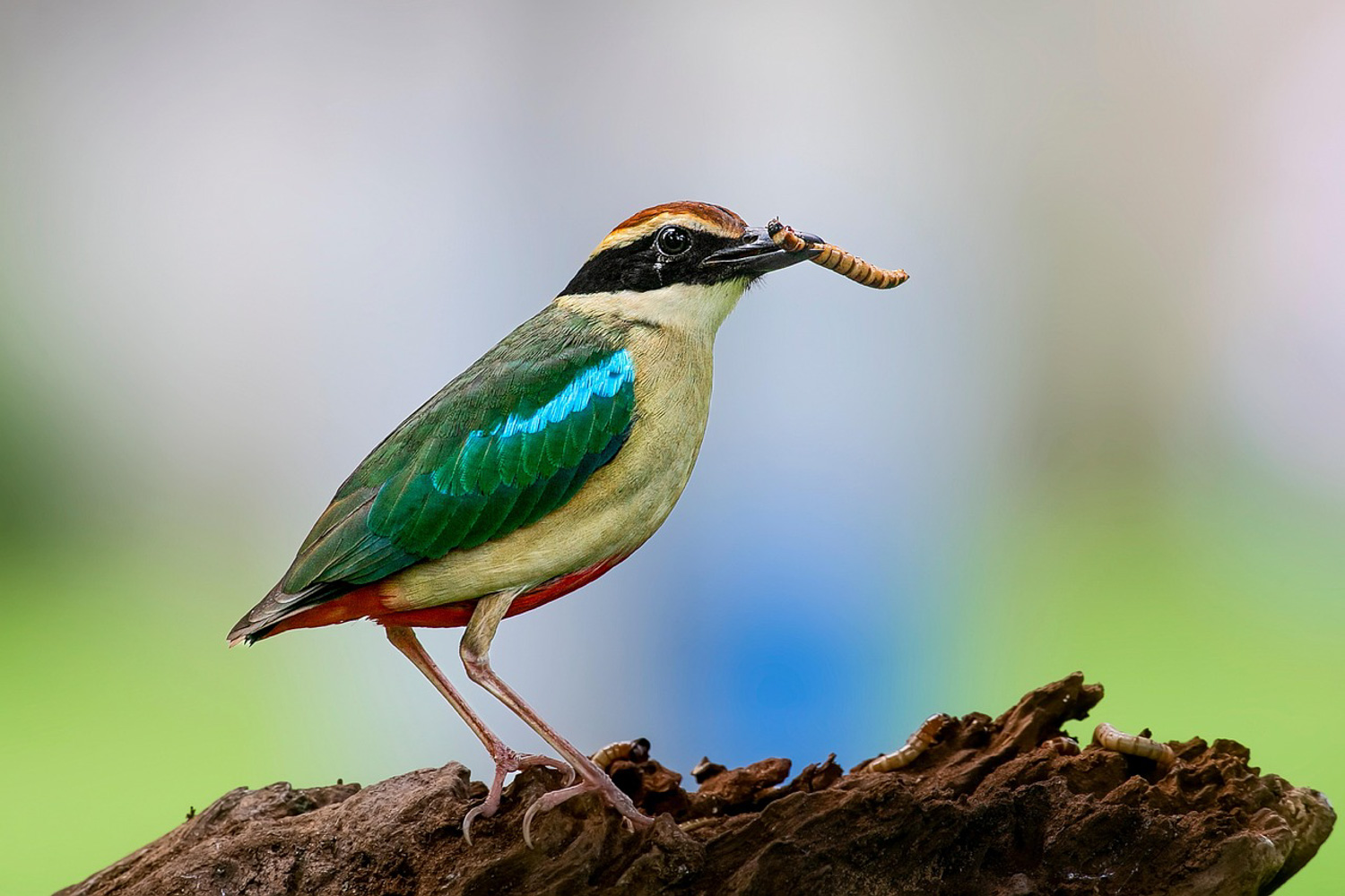 A pitta bird feeds on a worm.