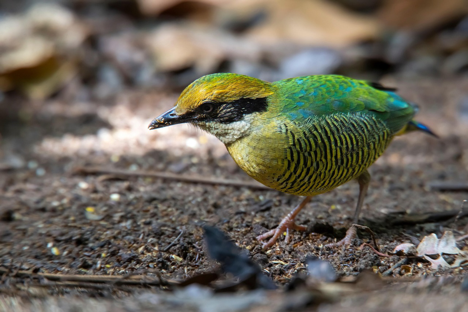 A pitta bird forages on the forest floor.