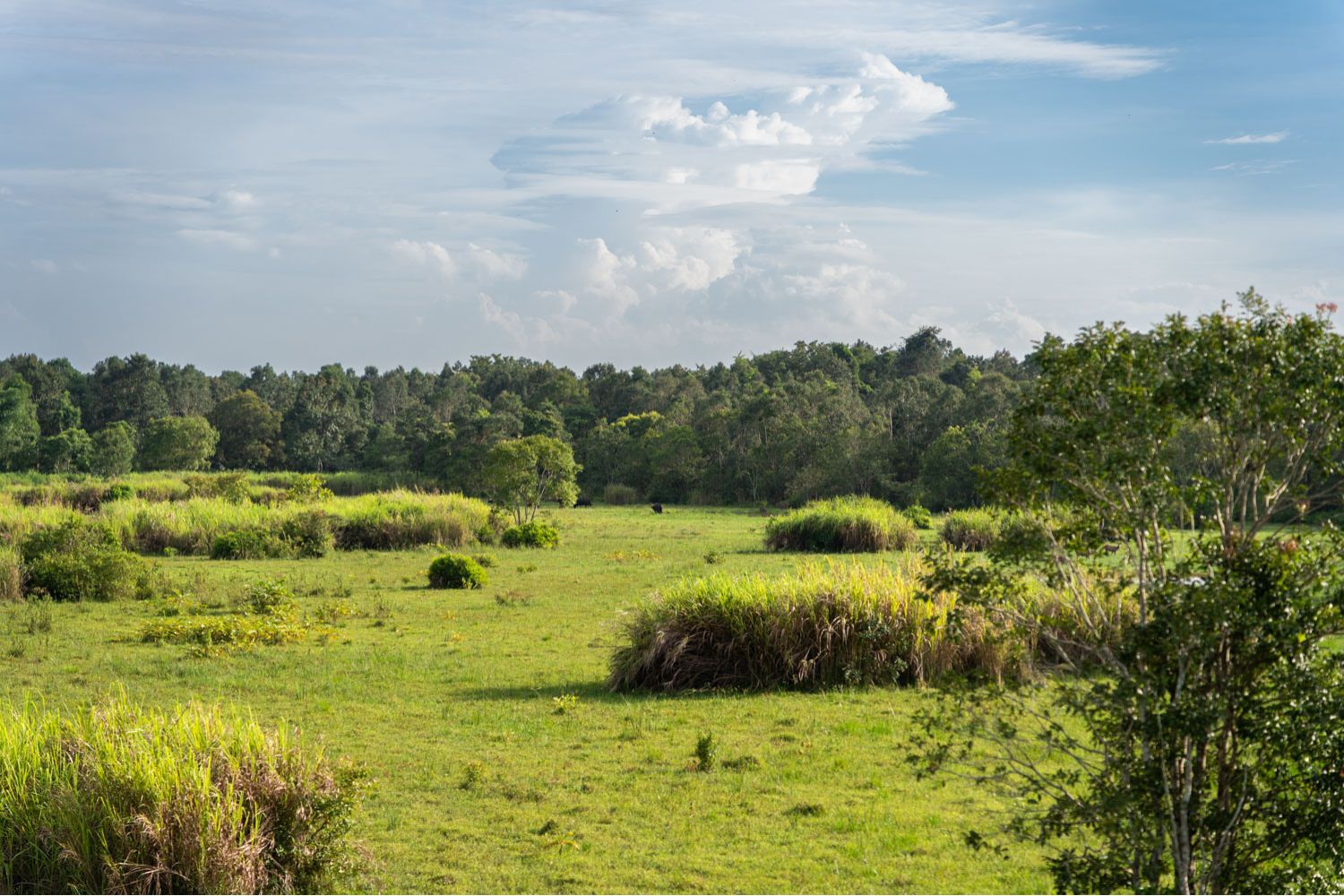 The forest ecosystem in Cat Tien National Park.