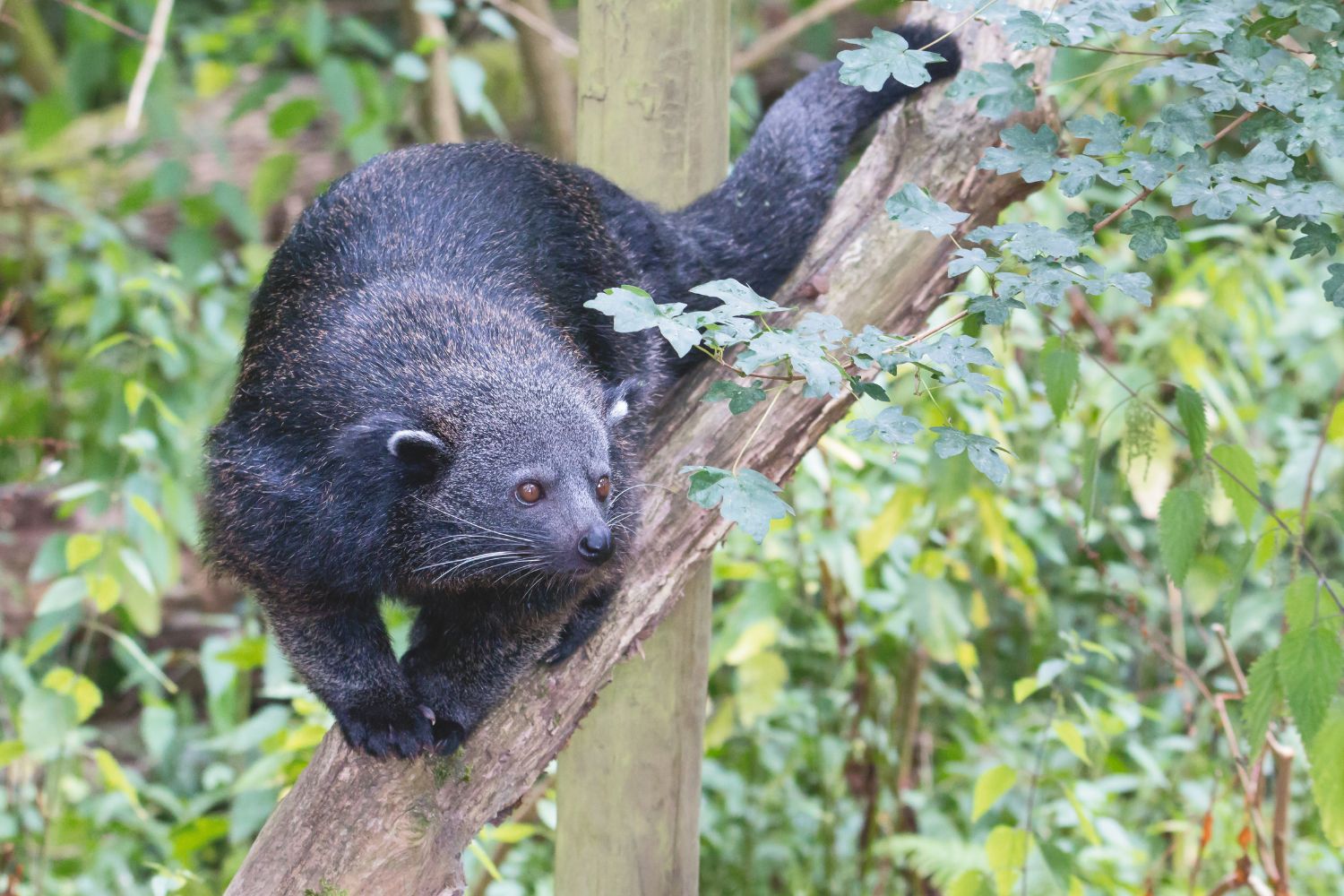 Nocturnal and arboreal, binturongs primarily consume fruits and small animals.
