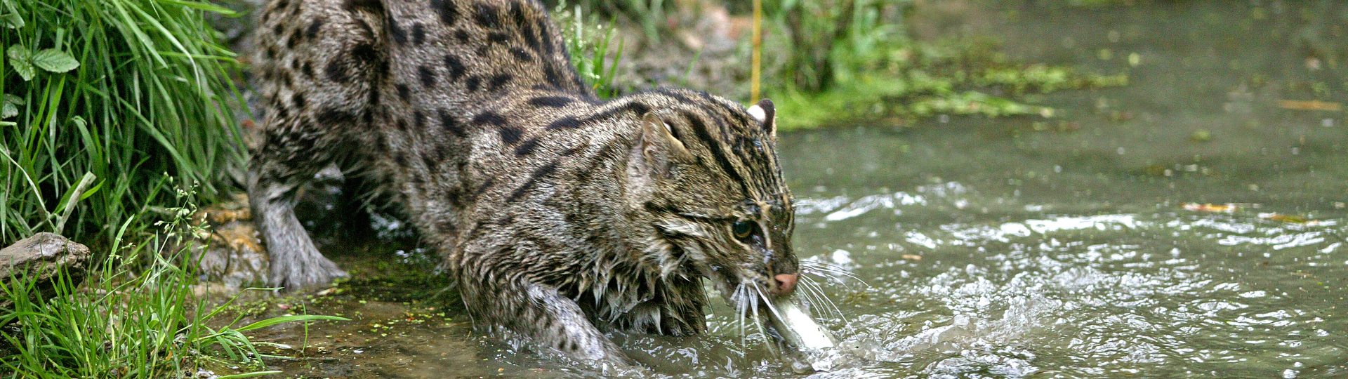 Fishing Cat (Prionailurus viverrinus)