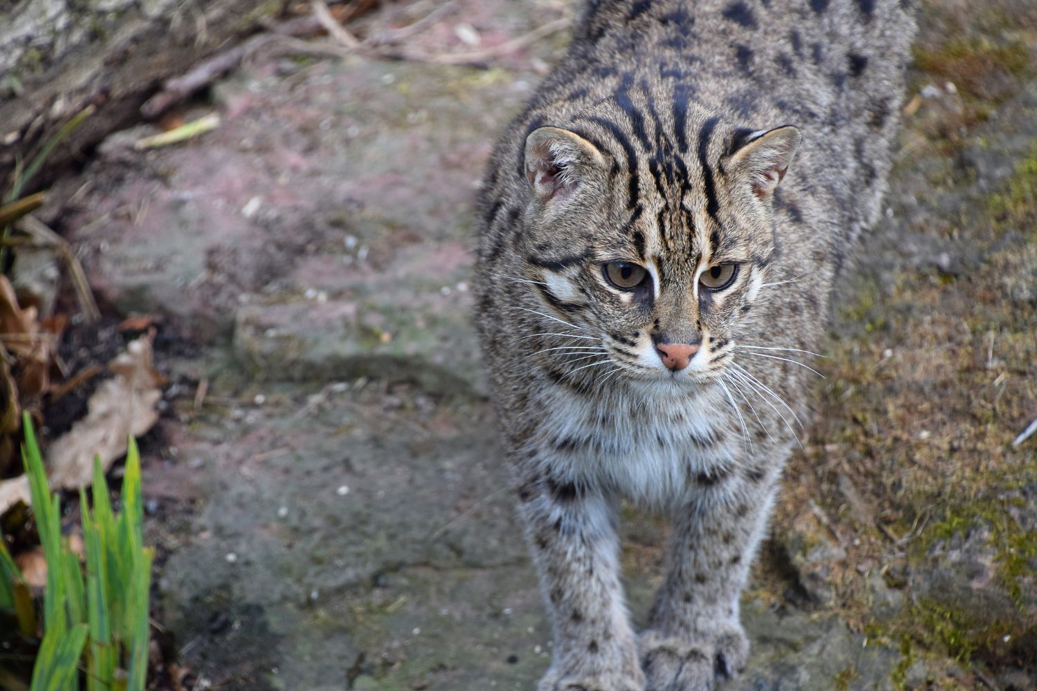 Its fur features a mix of dark spots and stripes, providing excellent camouflage in wetland habitats.