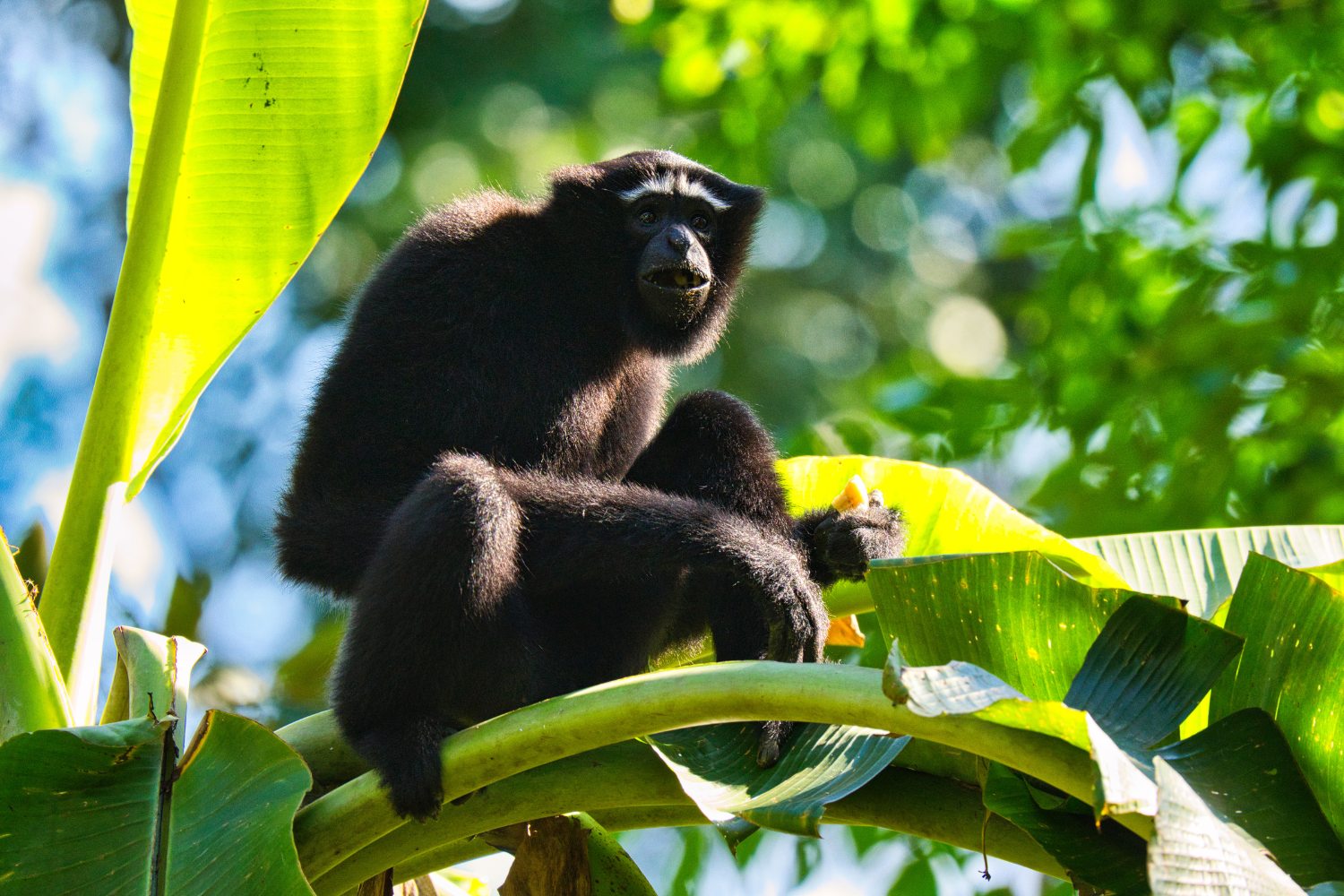 Hoolock Gibbon - the only ape species found in India, known for their expressive white brows.