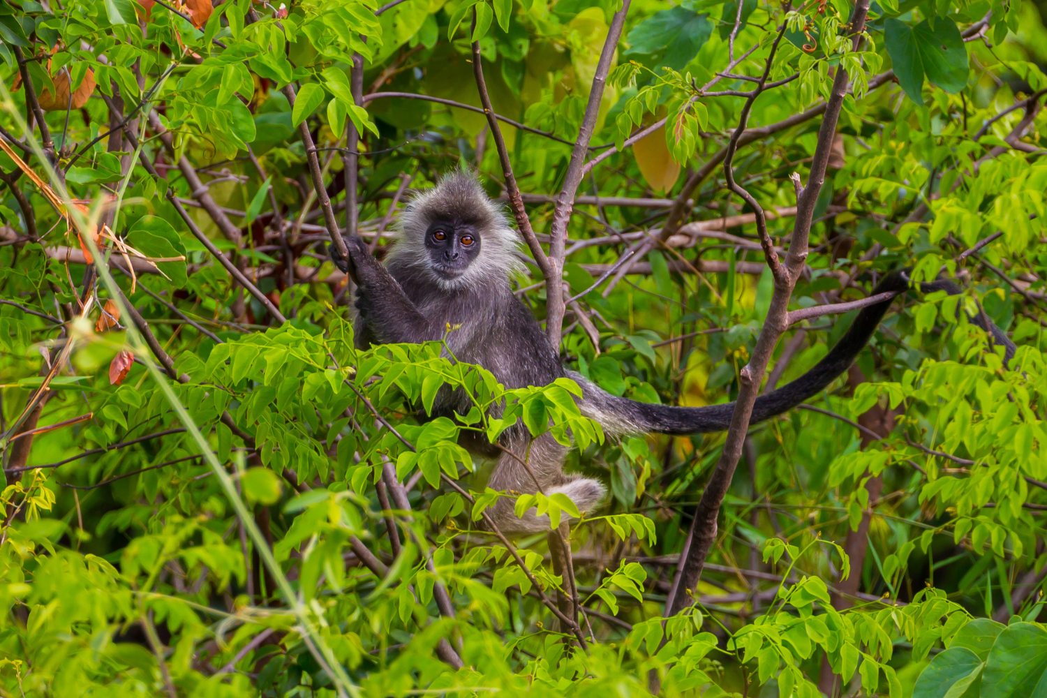 The Indochinese Silvered Langur has black fur on its hands, feet, upper body, and face, with lighter grey underparts.
