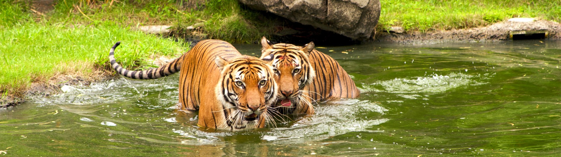 Indochinese Tiger (Panthera tigris)